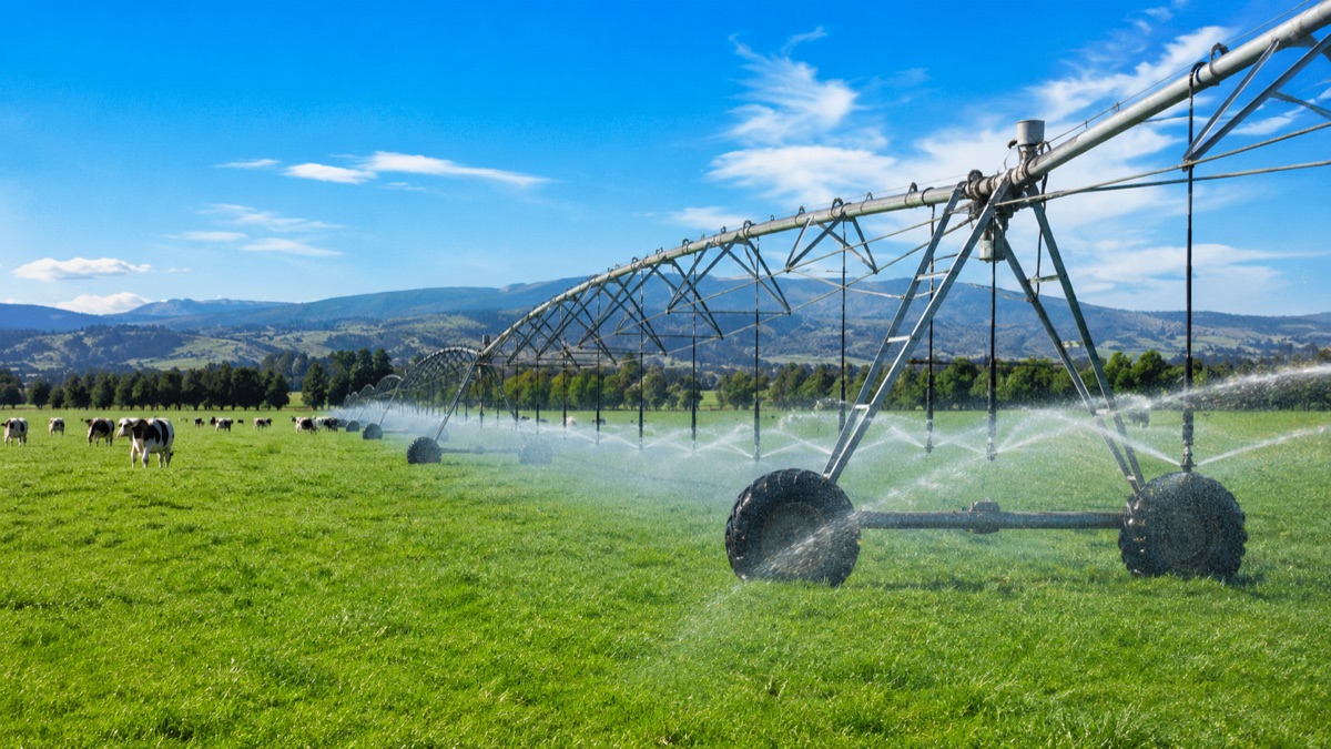 Irrigação de pasto: quando vale a pena